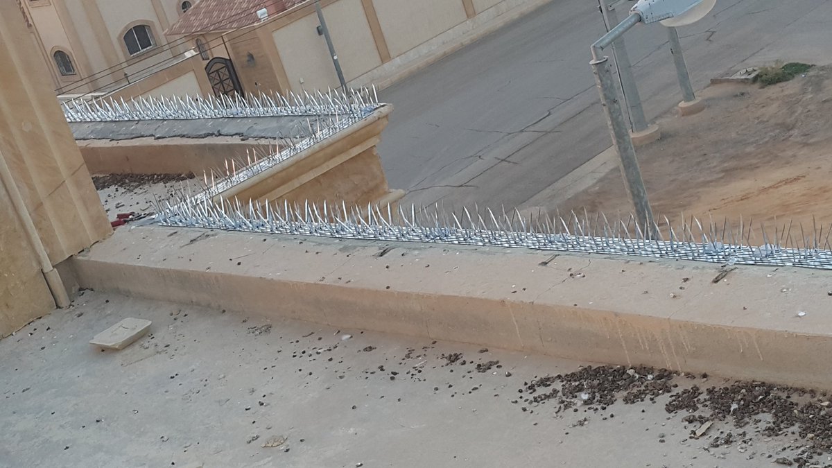 شركة مكافحة الحمام في عجمان