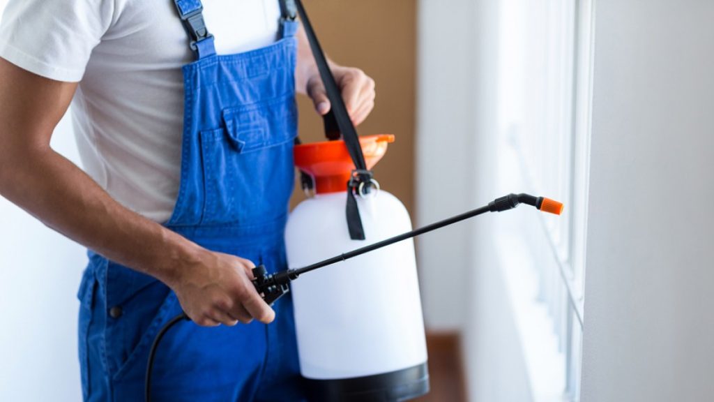 ارخص شركة مكافحة النمل الأبيض في ام القيوين